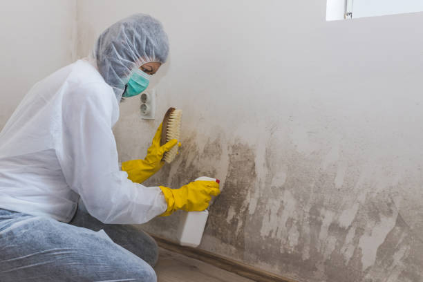 Reliable Burney, CA Mold Remediation Solutions