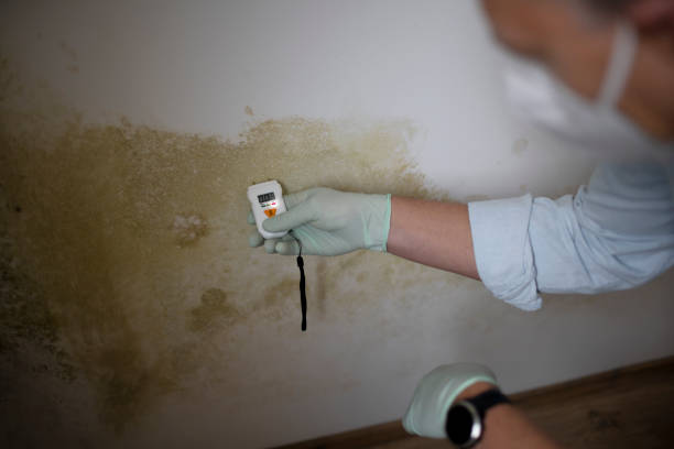 Best Mold Testing and Inspection Services in Burney, CA