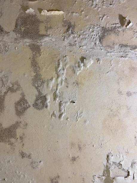 Best Attic Mold Remediation in Burney, CA