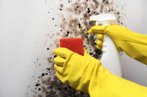 Best Post-Flood Mold Remediation in Burney, CA