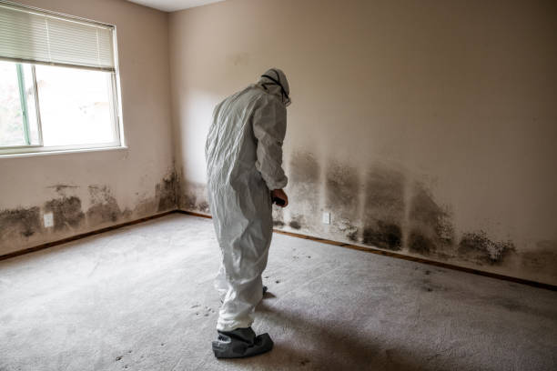Best Kitchen Mold Remediation in Burney, CA