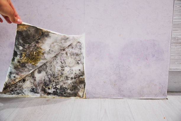  Burney, CA Mold Removal Pros